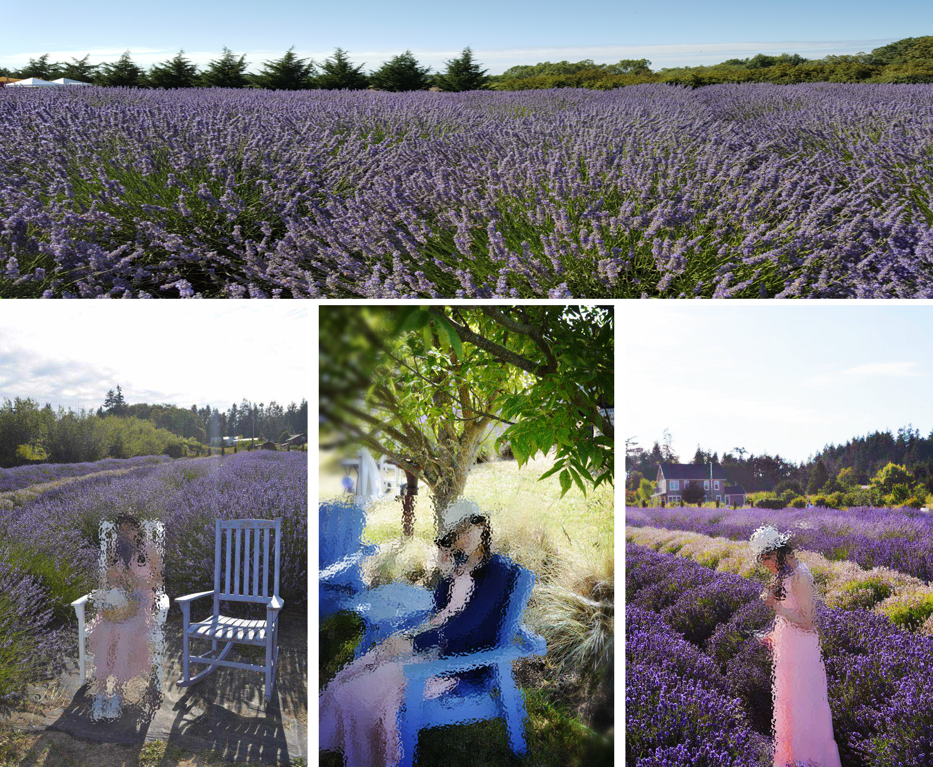 美丽的薰衣草庄园 Jardin Soleil 和 The lavender connection