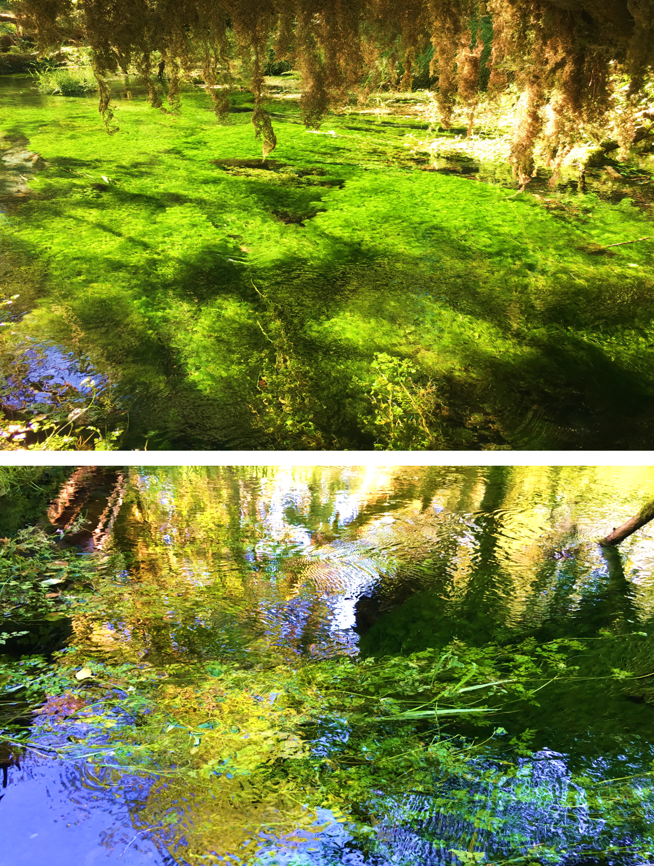 苔藓走廊步道 Hall of Mosses Trail 的苔藓池