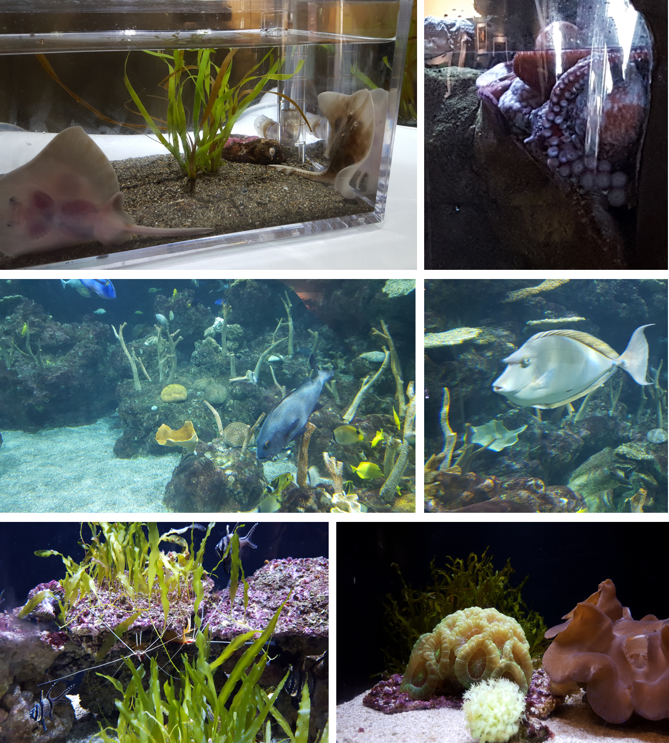 水族馆内各色生物