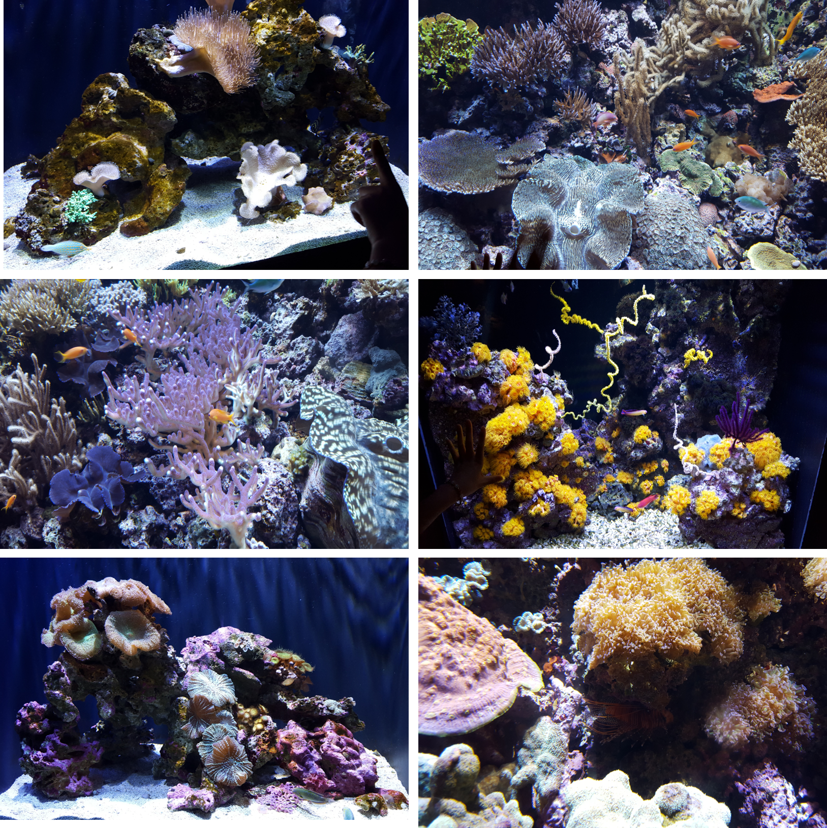 水族馆的五彩珊瑚