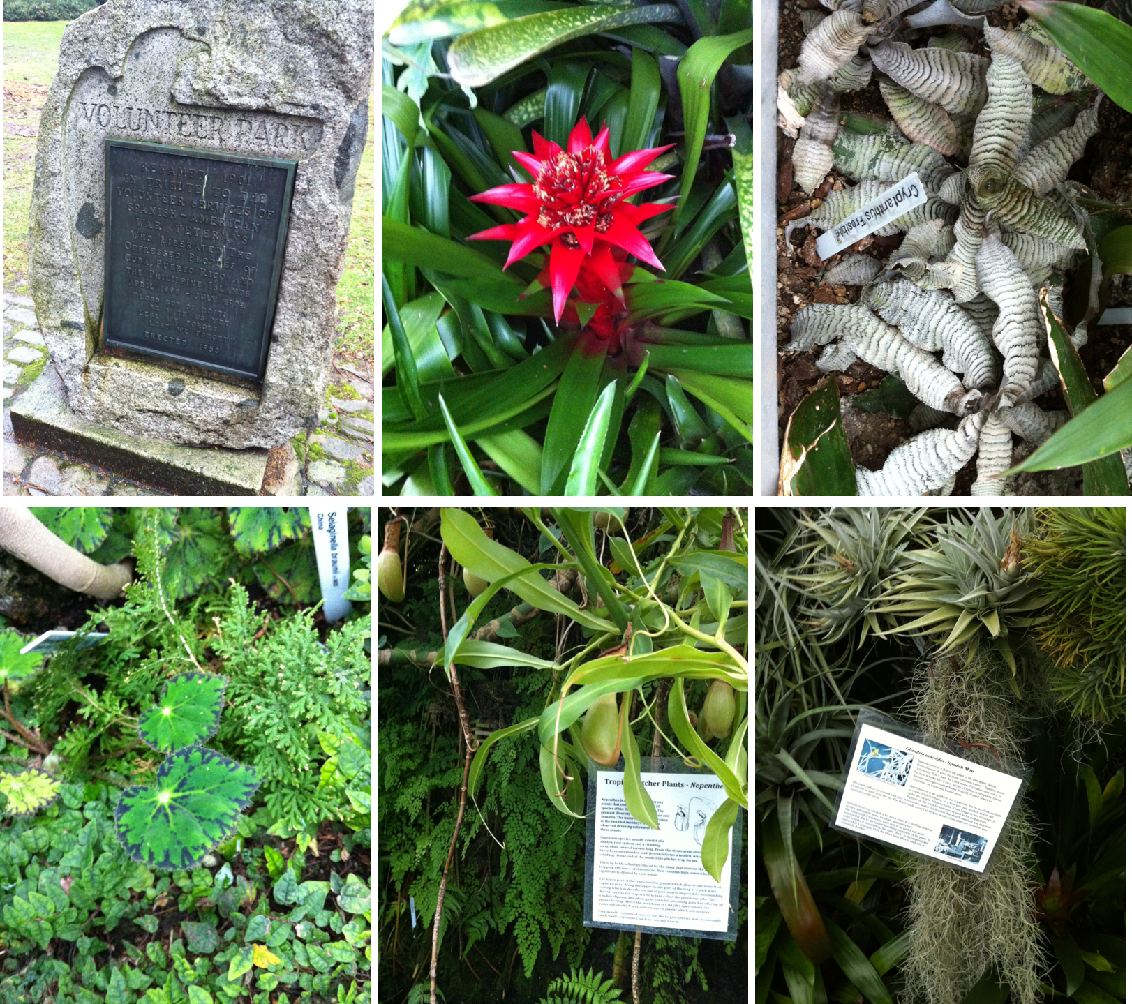 Volunteer Park 中的植物园