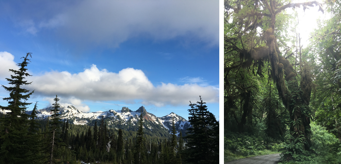天堂 Paradise 景区 Nisqually Vista 步道