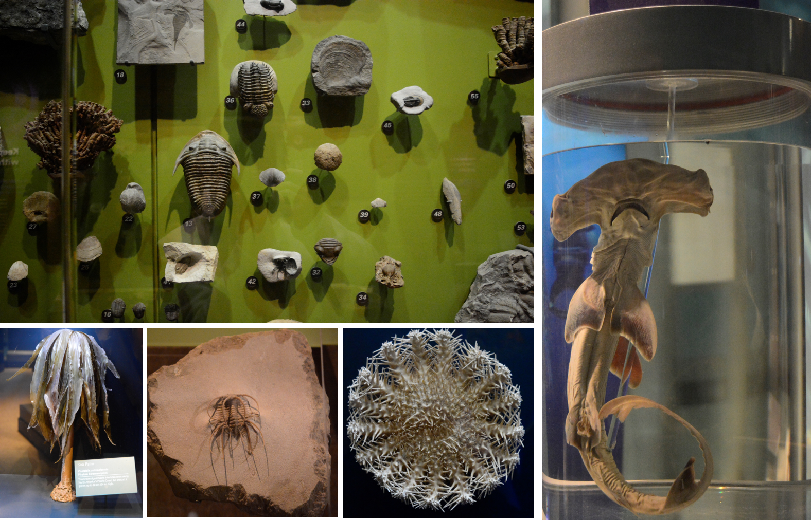 海洋古代生物