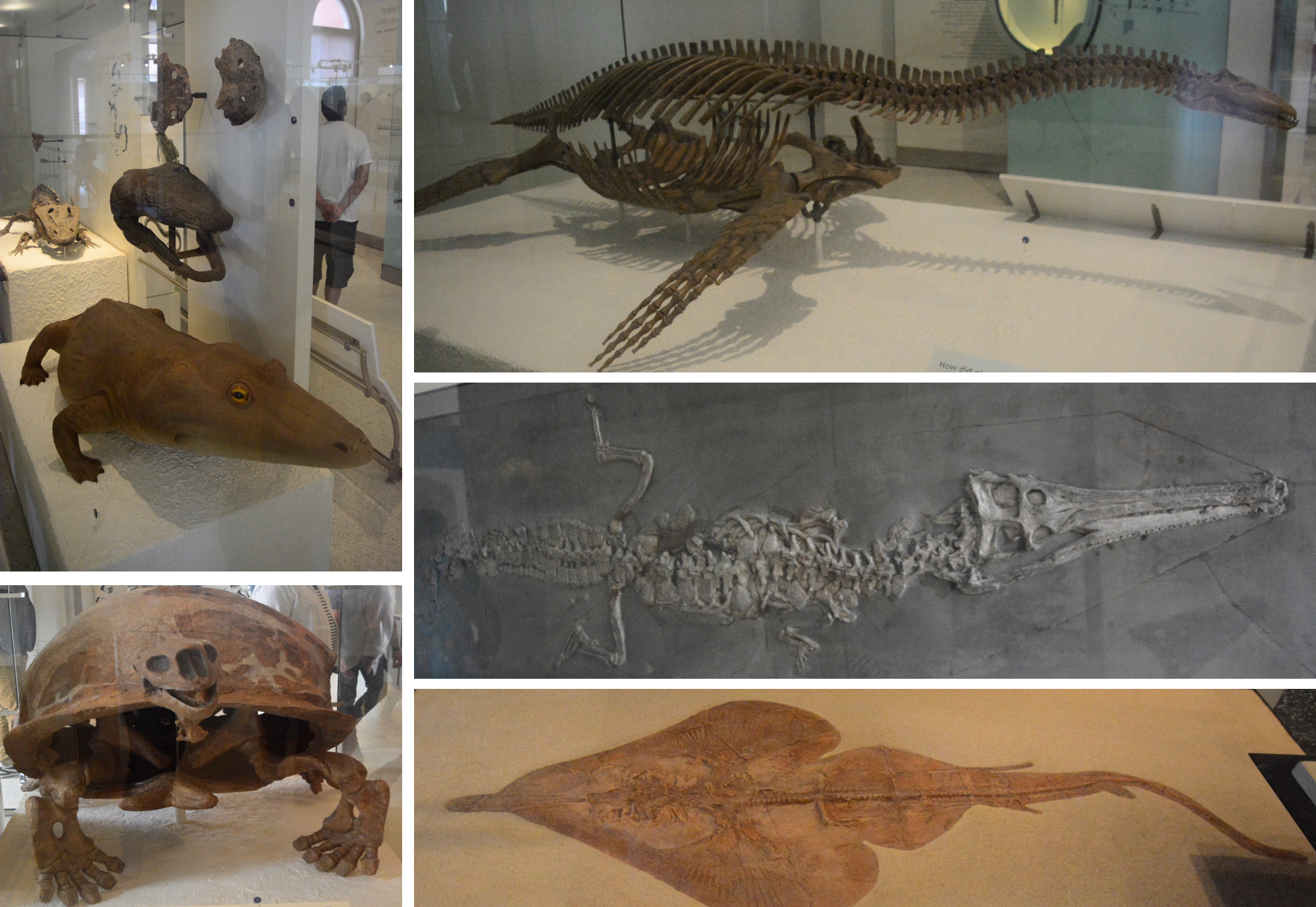 古代海洋生物